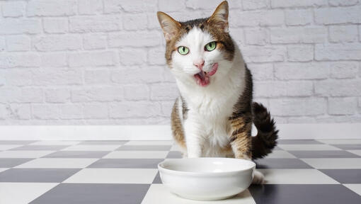 Cat always 2024 hungry throwing up